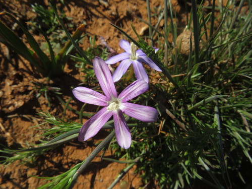 Image of Romulea hantamensis by (c) James Deacon, some rights reserved (CC BY-SA)
