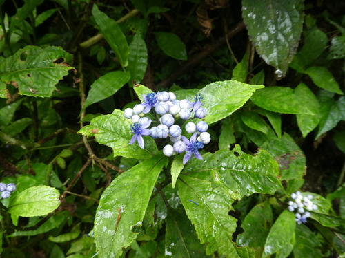 Hydrangea febrifuga, photograph 1
