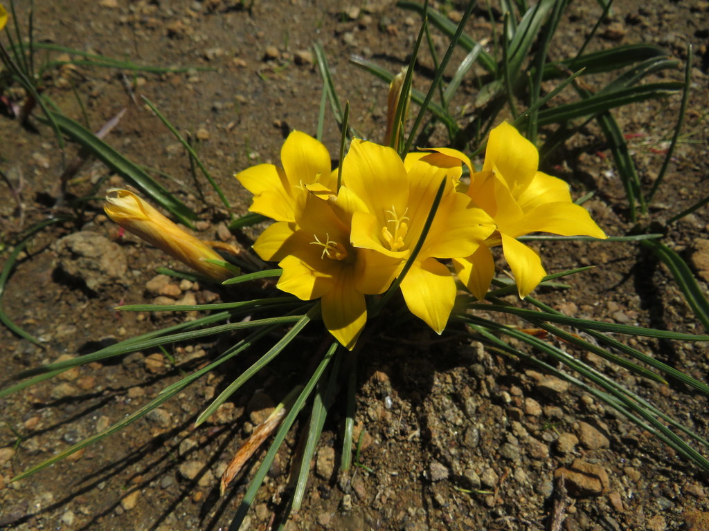 Romulea diversiformis, Hantamsberg 