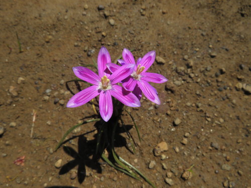 Image of Romulea hantamensis by (c) James Deacon, some rights reserved (CC BY-SA)