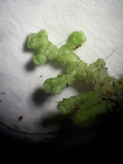 Lepidolaena clavigera