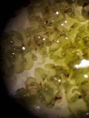 Lepidolaena clavigera