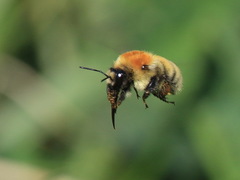 Bombus laesus