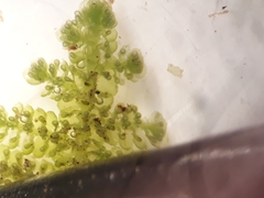 Lepidolaena clavigera