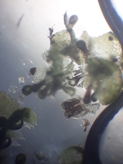 Lepidolaena clavigera