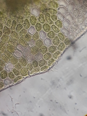 Lepidolaena clavigera