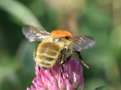 Bombus laesus