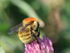 Bombus laesus