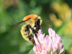 Bombus laesus