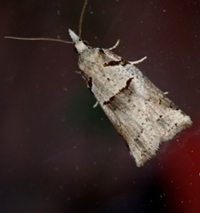 Harmologa amplexana