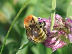 Bombus laesus
