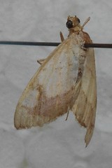Evergestis limbata
