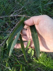 Hardenbergia violacea