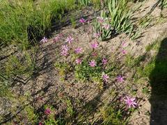 Senecio cymbalarifolius
