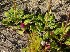 Senecio cymbalarifolius