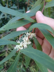 Hakea salicifolia
