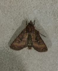 Lepidoptera