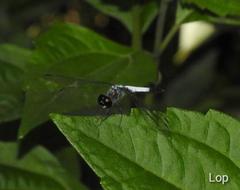 Brachydiplax farinosa