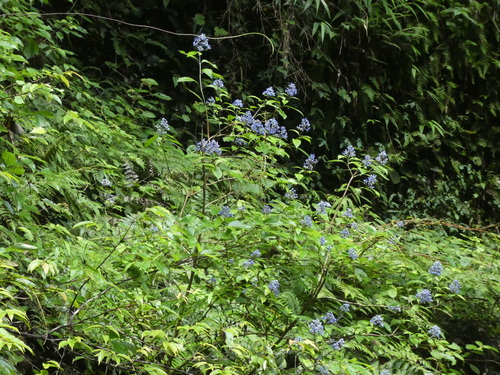Hydrangea febrifuga, photograph 2