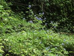 Hydrangea febrifuga, photograph Aaron Liston, CC BY, iNaturalist via GBIF