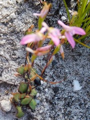 Disa obliqua