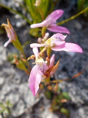 Disa obliqua