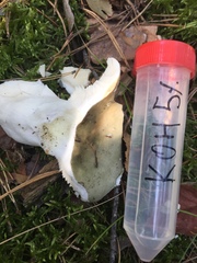 Russula