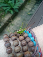 Conocephalus exemptus