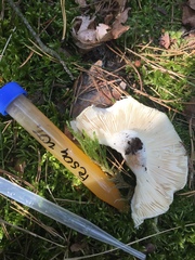 Russula