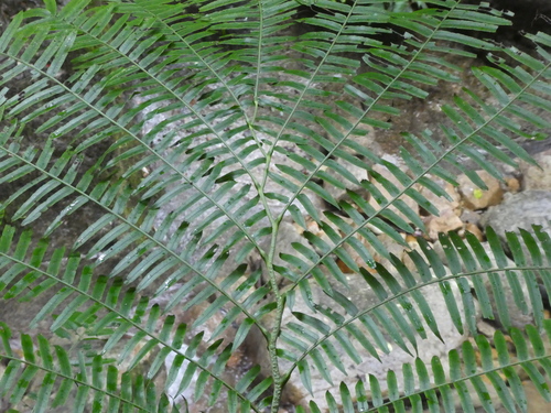 Angiopteris fokiensis, photograph 3