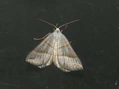 Scotopteryx