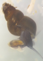Truncatelloidea