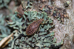 Polydrusus pilosus