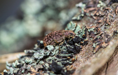 Polydrusus pilosus