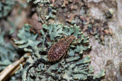 Polydrusus pilosus