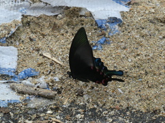 Papilio bianor