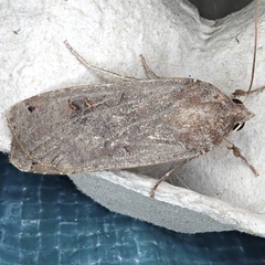 Noctua pronuba