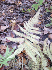 Phegopteris