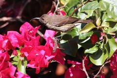 Chalcomitra senegalensis