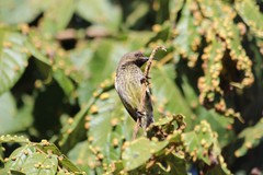 Chalcomitra senegalensis