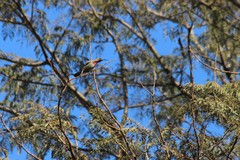 Chalcomitra senegalensis