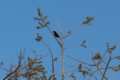 Chalcomitra senegalensis