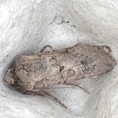 Agrotis segetum