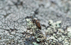 Trapezonotus desertus