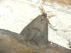 Apaidia mesogona