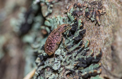 Polydrusus pilosus