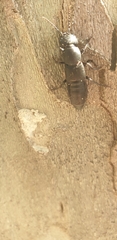 Ocypus olens