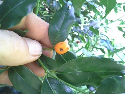 Cassinopsis ilicifolia (Cassinopsis ilicifolia)