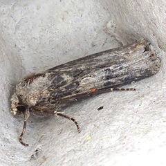 Agrotis puta