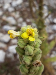 Verbascum thapsus thapsus